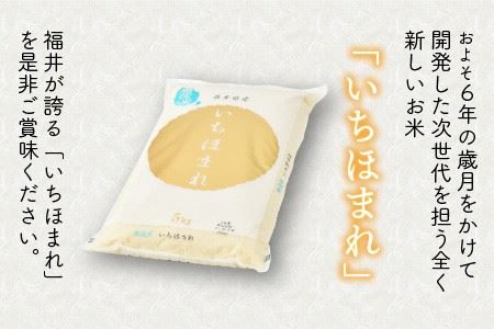 【令和5年産】定期便 ≪6ヶ月連続お届け≫ 福井県のブランド米 いちほまれ 無洗米 5kg × 6回 計30kg 【 無洗米 人気 品種 ブランド米 特A 】 [F-6165]