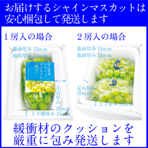 2026年先行予約【2回定期便】 プレミアムシャインマスカット晴王 2房約1.2kg 人気 岡山県産 赤秀品 種無し 皮ごと食べる みずみずしい9月10月お届け ハレノフルーツ