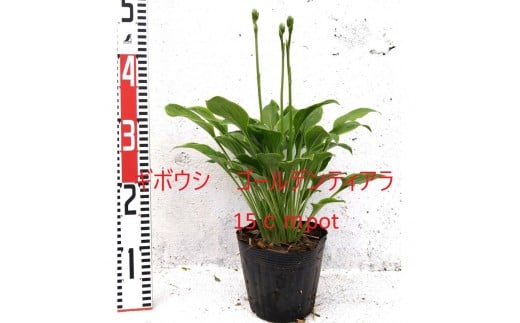 緑の力で地球を元気に！【ギボウシ・ゴールデンティアラ】15cmポット 1本