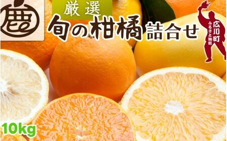 柑橘 詰合せ 10kg+250g（痛み補償分） 厳選 光センサー / 高級 みかん 不知火 清見 八朔 伊予間 セミノール レモン ３種類以上 詰め合わせ 晩柑 ※1月上旬～6月上旬頃に順次発送 ※北海道・沖縄・離島への配送不可 【ikd049-p-10A】