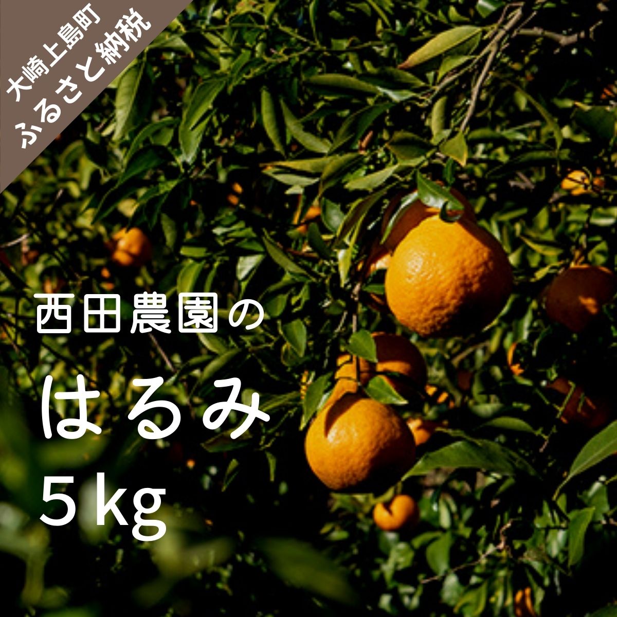 【ふるさと納税】瀬戸内 はるみ 約5kg (30個程度)【2026年2月以降発送】柑橘 フルーツ 果物 瀬戸内 広島 大崎上島 国産 15000円