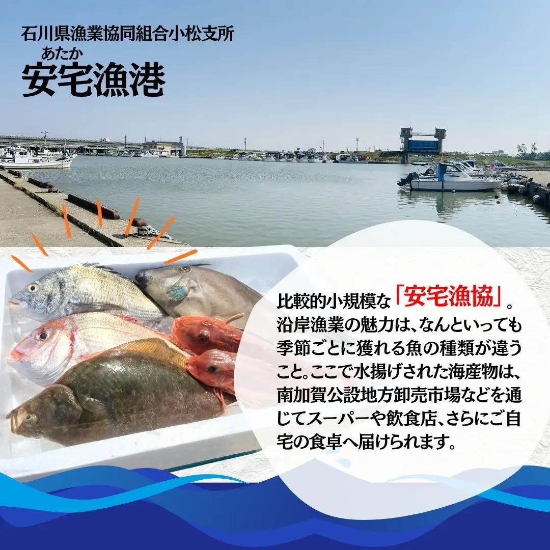 【下処理済み】 旬の鮮魚 詰め合わせ3kg以上  (3～5種)  安宅漁港 石川県 小松市 bo006m02