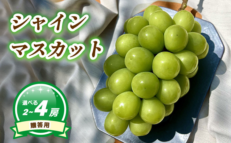 
【7月下旬頃から発送】 シャインマスカット 約1.1kg ( 2~3房 ) / 約1.6kg ( 3~4房) 数量選択可 < 贈答用 > | ぶどう シャインマスカット 贈答 皮ごと 種なし ぶどう シャインマスカット 数量限定 ぶどう シャインマスカット 愛媛県産 松山市

