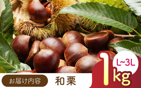 【先行予約】 和栗 L~3L(約1kg) 熊本 山鹿 国産 生栗 【すみれファーム】 [ZEP057]