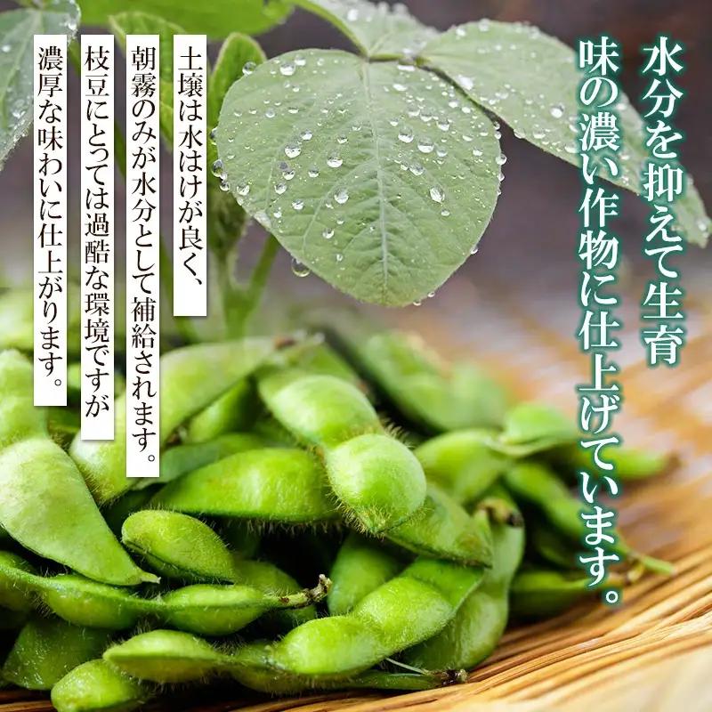 【令和8年産先行予約】 山形県鶴岡産 だだちゃ豆　約1.5kg（250g×6袋） 枝豆　三浦農産