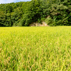 【先行予約】令和8年産 川俣町産 ひとめぼれ 精米 10kg  FAF-0004