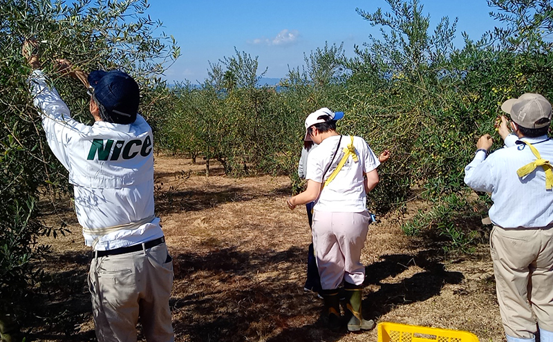 オリーブオイル 小豆島の恵み 
100％小豆島産 手摘み エキストラバージンオリーブオイル 85g×1本