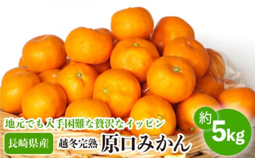 【数量限定】越冬完熟 原口 みかん 約5kg【長崎ぶんたんの会】[OAF010] / みかん ミカン 柑橘 みかん 原口みかん 人気みかん 高糖度みかん ミカン 柑橘類 みかん 温州みかん