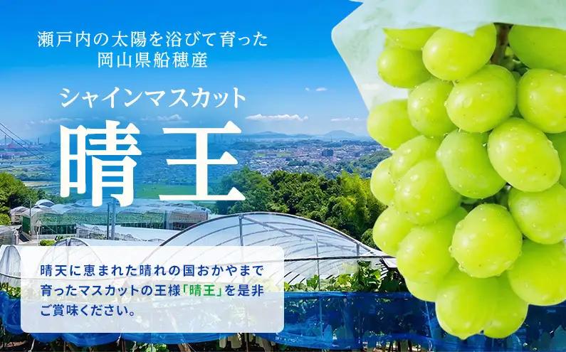 ぶどう 2026年 先行予約【2回定期便】 プレミアムシャインマスカット 晴王 1房 約700g 人気 岡山県船穂産 赤秀品 種無し 皮ごと食べる みずみずしい9月10月お届け ハレノフルーツ