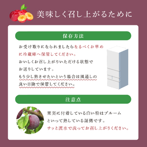 【先行受付】 プラム 紅香のしずく 1kg 北海道 芦別市 大橋さくらんぼ園