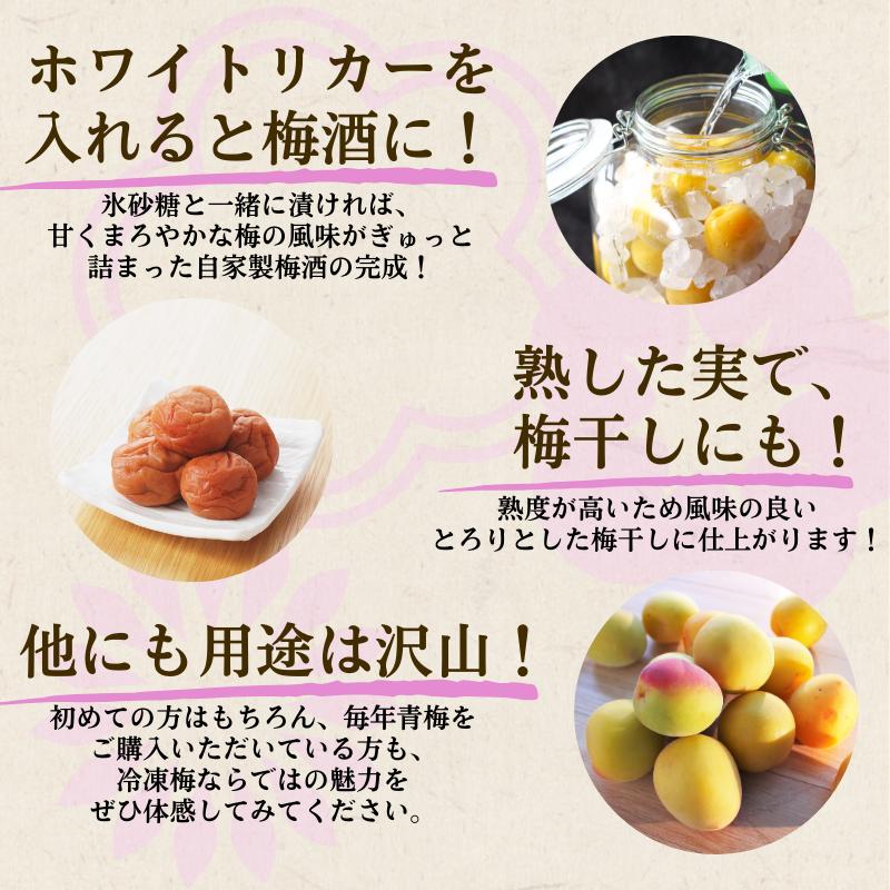 冷凍 梅 1kg 家庭用 / 南高梅 訳あり 黄梅 完熟梅 梅ジュース 梅酒 和歌山 ※6月より順次発送 ※北海道・沖縄・離島への配送不可 【ikd510-c-1A】
