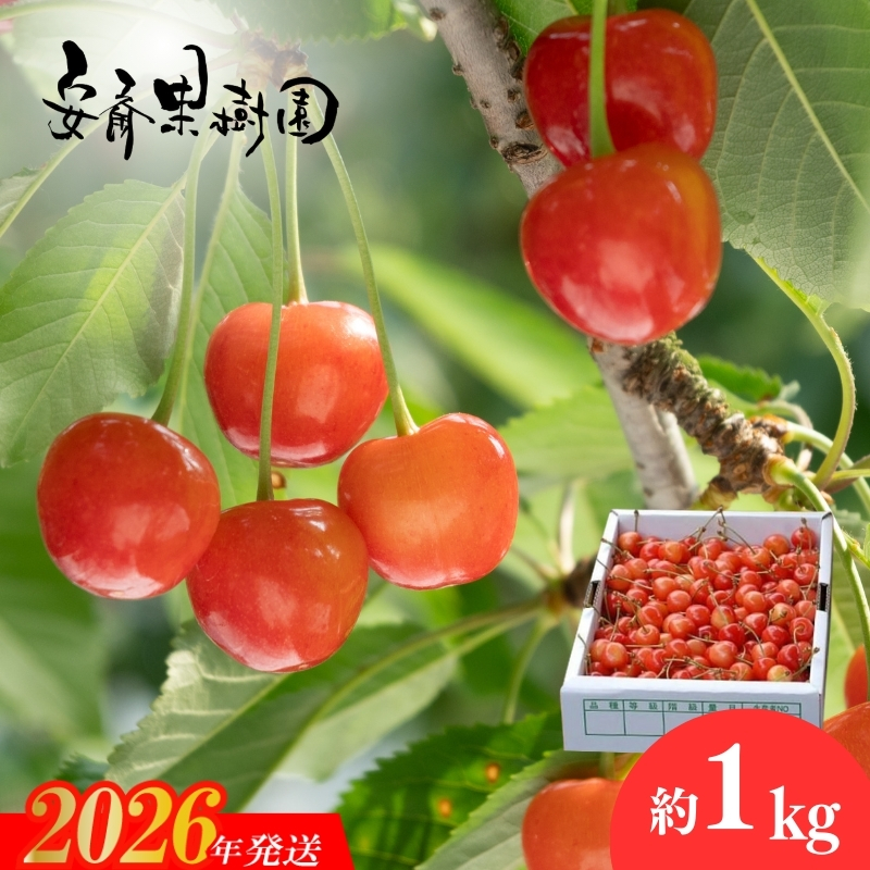 No.0212さくらんぼ「佐藤錦」Mサイズ　約1kg【2026年発送】