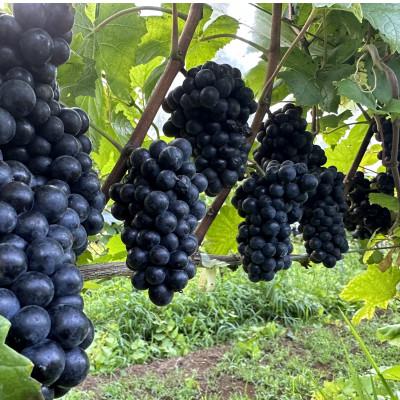 ふるさと納税 佐倉市 【数量限定】佐倉産初!ワイン　厳選3本セット　赤・白・オレンジワイン |  | 01