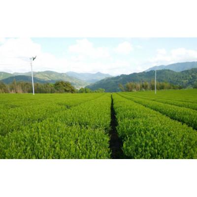 ふるさと納税 八女市 食べて栄養価の高い野菜になる美味しい高級八女煎茶 |  | 02