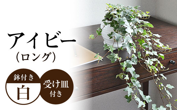 
観葉植物 アイビー (ヘデラ) ロングボール形 陶器 鉢植え 大村市 琴花園[ACYK024]
