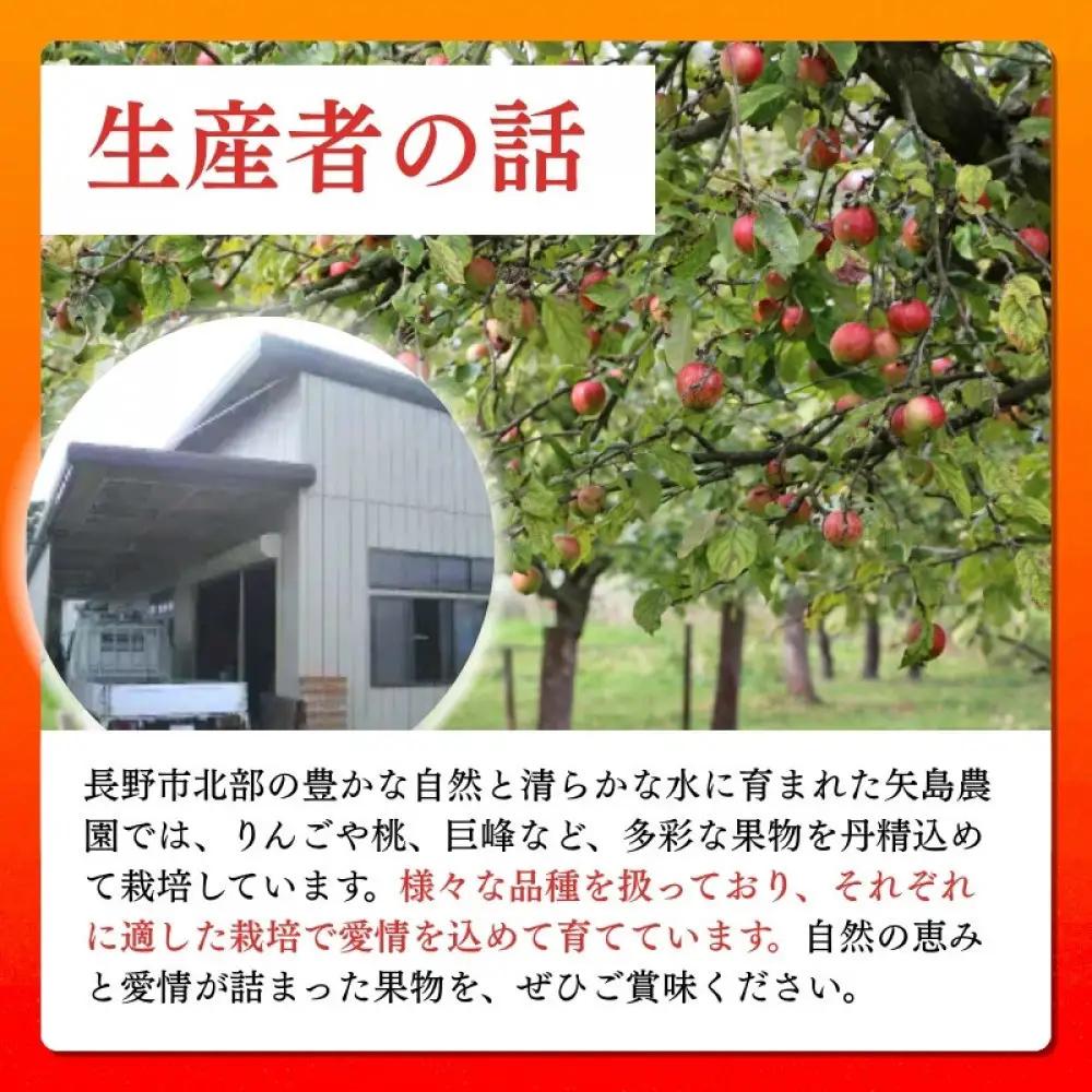 矢島農園　 長野市産 サンふじ 家庭用 10kg(24～46玉)サイズふぞろい【2026年12月中旬頃～発送予定】 | りんご フルーツ 果物 りんご