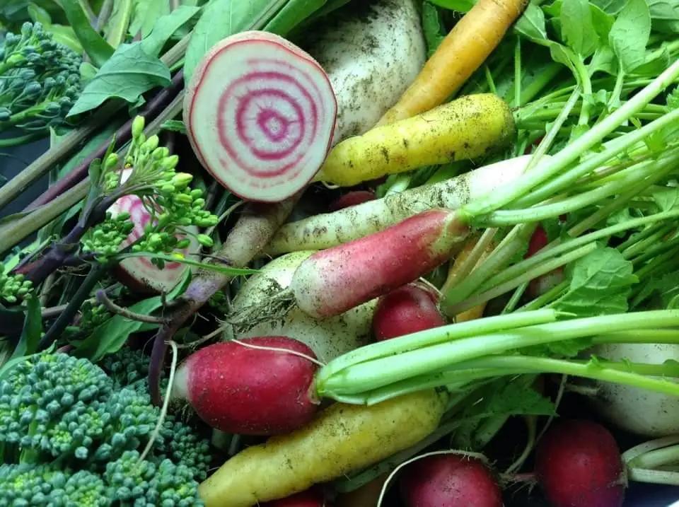 【先行予約】 訳あり 野菜セット 夏 6 ～ 8 種類 7月上旬以降発送 【 夏野菜セット 】