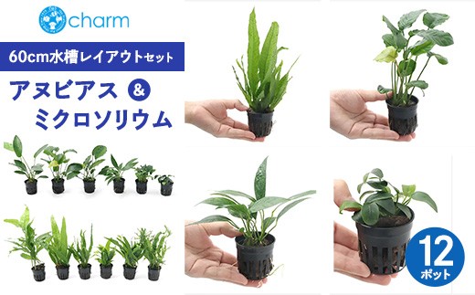 アヌビアス＆ミクロソリウム 60cm水槽レイアウトセット 12ポット分 | 水草 流木 植物 水槽 アクアリウム インテリア ナチュラル 自然 人気 初心者 リラクゼーション おしゃれ プレゼント 株式会社チャーム