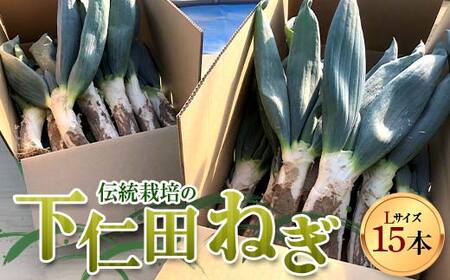 伝統栽培の下仁田ねぎ。寒い冬に最高のすき焼きを♪（L 15本） とろける 甘い ねぎ ネギ 王様ねぎ 殿様ねぎ 特産 栄養たっぷり ブランド 上州ねぎ すきやき F21K-621
