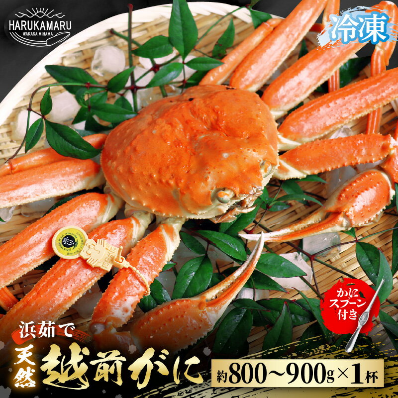 【ふるさと納税】【先行予約】はるか丸厳選！≪浜茹で≫ 越前がに 約800g～900g × 1杯【冷凍】(かにスプーン付き)【2025年11月下旬以降順次発送予定】【急速冷凍 ボイル 越前ガニ 蟹 茹で ずわいがに ズワイガニ 地物 天然 本場の味】[m36-h004]