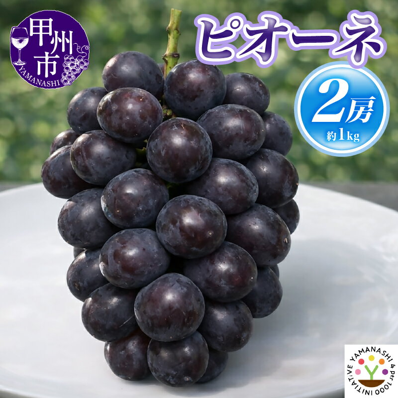 【ふるさと納税】 ピオーネ 2026年 8月 発送 2房 約1kg ぶどう 葡萄 ブドウ 果物 くだもの フルーツ 厳選 新鮮 朝採 黒系ぶどう 数量限定 期間限定 ギフト 贈答 山梨県 甲州市 （SFM） 【B-967】