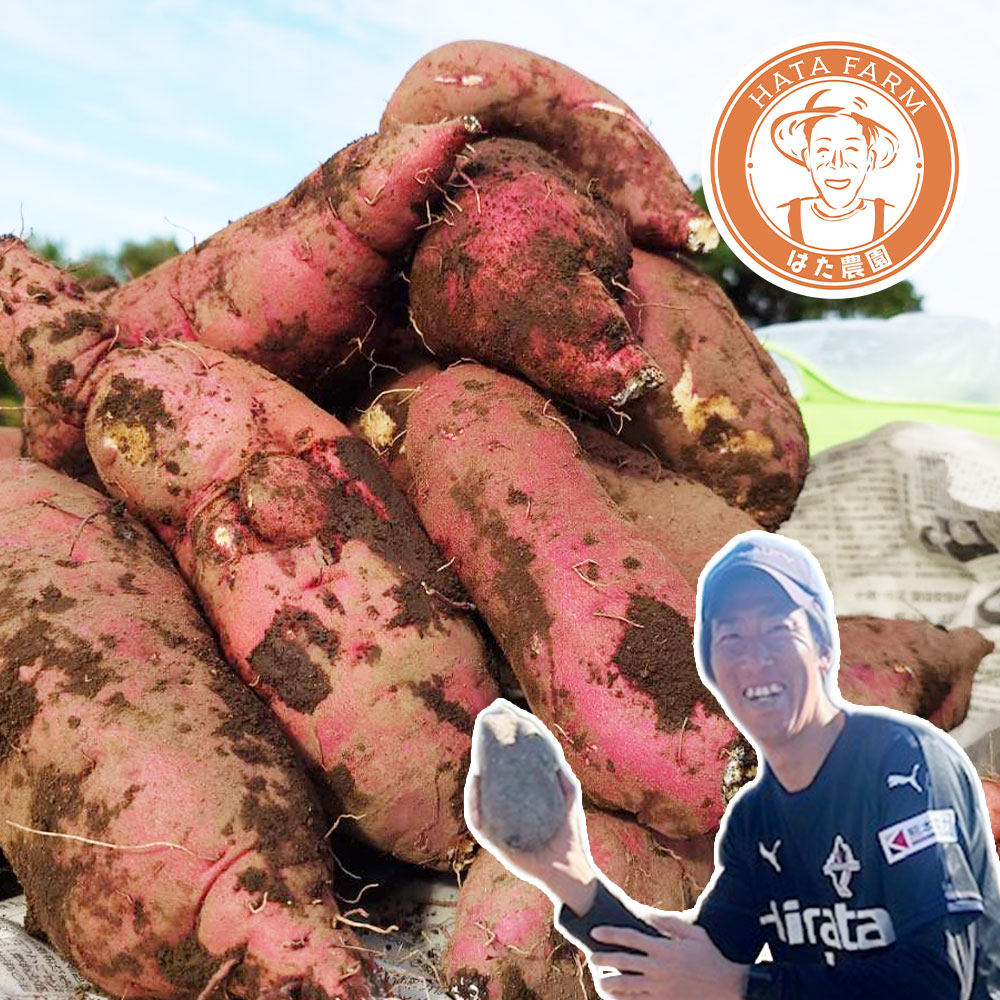 【ふるさと納税】＜選べる内容量＞元Jリーガーが育てた！熊本産シルクスイート 計約3kg（10～12本） / 計約5kg（17～20本） シルクスイート さつまいも サツマイモ さつま芋 芋 イモ 野菜 熊本県産 国産 熊本県 熊本市 送料無料 【2026年11月下旬～2027年1月下旬発送予定】