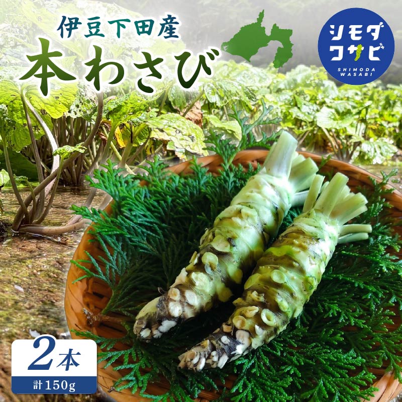 【ふるさと納税】 わさび 伊豆下田産 本わさび 2本 セット 計150g ワサビ 生わさび 国産 産地直送 刺身 料理 ステーキ ローストビーフ おせち 薬味 わさび丼 和食 調味料 香味野菜 根菜 山葵 世界農業遺産 伝統農法 畳石式わさび田 シモダワサビ 伊豆 下田 静岡県