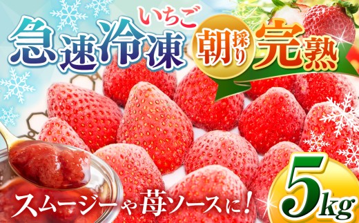 完熟・急速 冷凍いちご 5kg | 苺 いちご イチゴ 果物 フルーツ ふるーつ 冷凍 いちご れいとう イチゴ 果実 果汁 冷凍 冷凍食品 冷凍いちご 朝採り 完熟 新鮮 スムージー オススメ 千葉県 君津市 きみつ