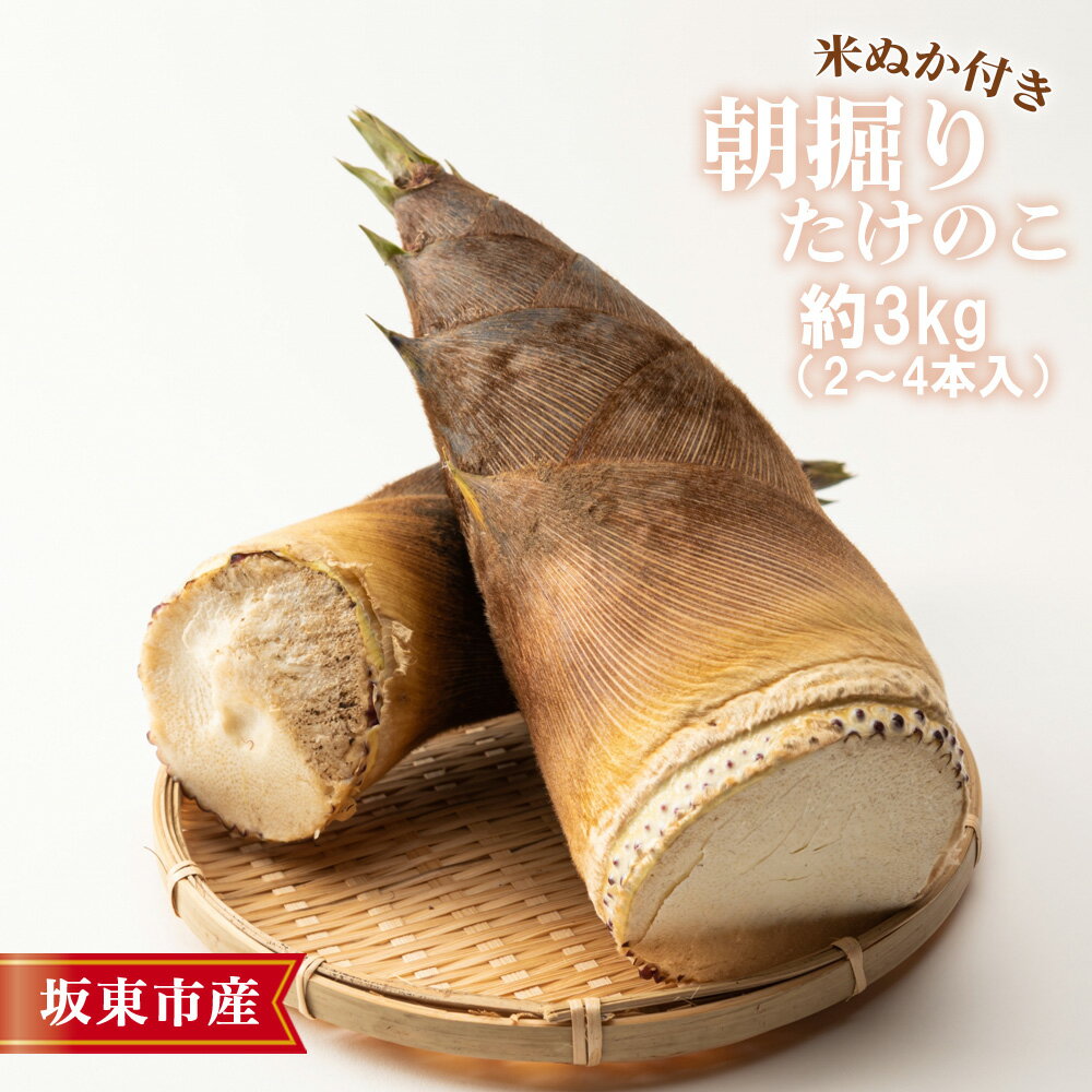 【ふるさと納税】茨城県坂東市産 朝掘りたけのこ 約3kg（2～4本入）・米ぬか付き ／ 野菜 タケノコ 筍 新鮮 旬 春の味覚 坂東市産 送料無料 茨城県 No.709