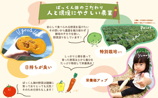 【 早期受付 8回 定期便 】 旬な野菜セット 約5種類 とれたて 新鮮 ぱっくん畑のおくりもの 農家直送 国産 野菜 やさい 高知県 高知 四万十市 四万十 しまんと 野菜便 産地直送 【2026年