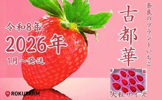 〇2026年予約販売開始〇【2026年（令和8年）1月～発送】 「6FARMの 古都華いちご大粒サイズ」 限定出荷 〈6FARM〉 いちご 苺 奈良ブランド苺 イチゴ ブランド 古都華 大粒 奈良県 奈良市 なら 20-050-01