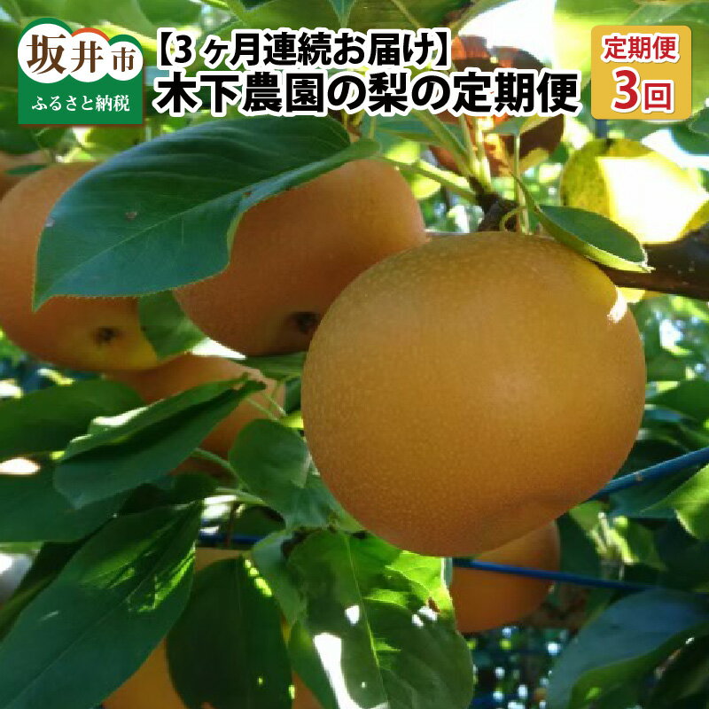 【ふるさと納税】【先行予約】【3ヶ月連続お届け】木下農園のみくに梨 「こだわり梨の定期便」5kg (10〜12玉) × 3回【2026年8月中旬以降順次発送予定】