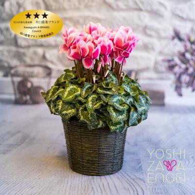 ふるさと納税 川口市 ピンク系シクラメン　6号鉢　バスケット付き