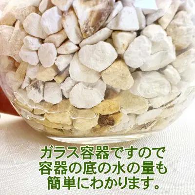【観葉植物】土を使わないで清潔なミニ観葉植物 ゼオライト植え・ガラス鉢 丸形 2鉢セット（サンスベリア）【観葉植物 インテリア 部屋 おしゃれ 福岡県 筑前町 送料無料 AG048VC02】
