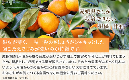 ＜おはこやがつくる 甘平 約2kg（L～3Lサイズ）＞ 果物 フルーツ 柑橘 カンペイ みかん ミカン 蜜柑 特産品 西宇和 愛媛県 西予市【常温】『2027年1月下旬～2月上旬迄に順次出荷予定』MO