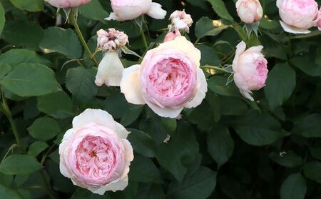 バラ鉢植え「ザ ミル オン ザ フロス」