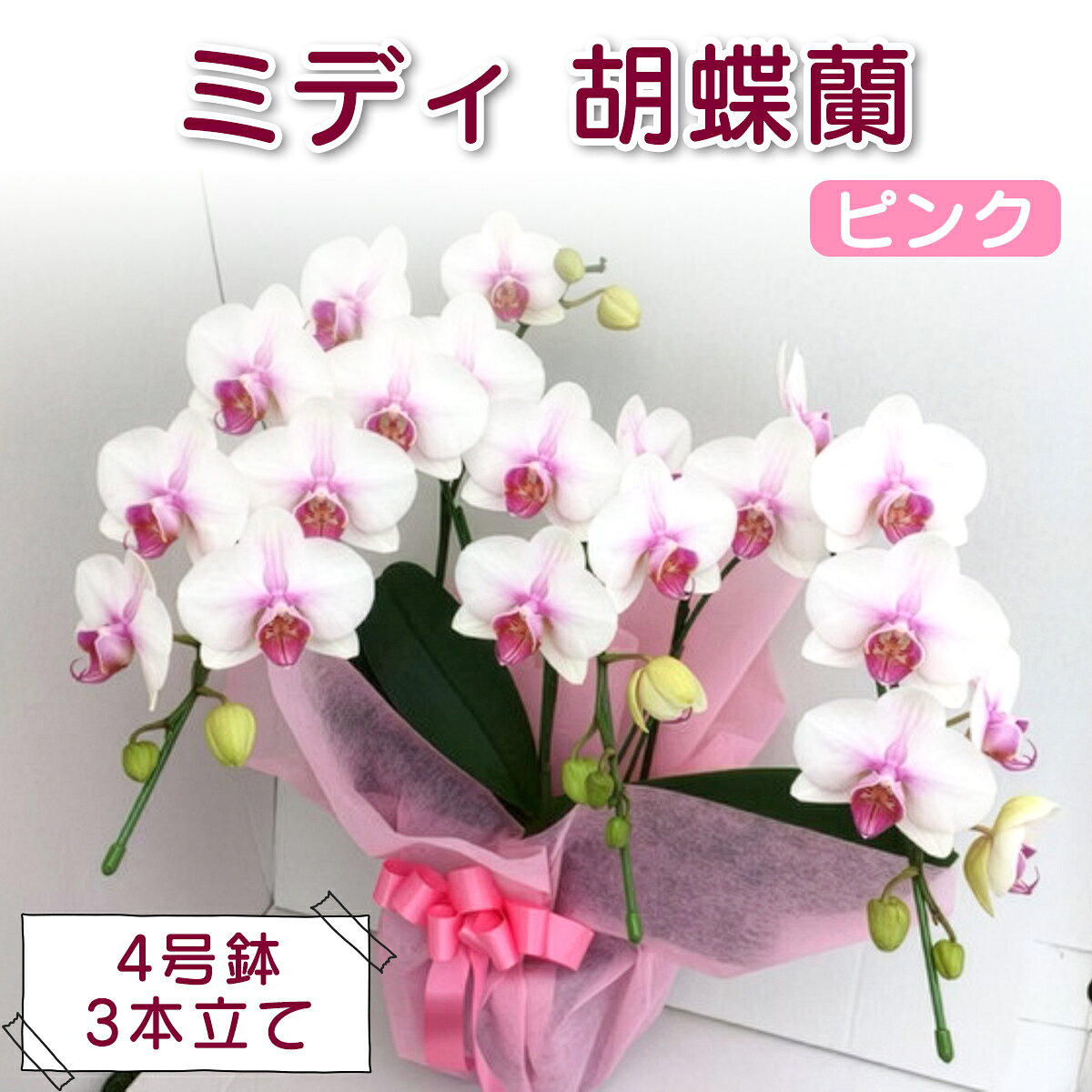 【ふるさと納税】[予約受付] やない洋蘭園 ミディ胡蝶蘭ピンク (4号鉢／3本立て)｜コンパクト 花 洋ラン ギフト お祝い 誕生日 記念日 敬老の日 長寿祝い 開店祝い 移転 開院 内祝い 発表会 [0670r]