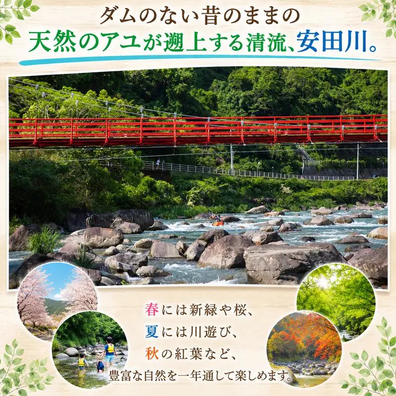 キャビン宿泊 レギュラーシーズン 安田川アユおどる清流キャンプ場 YC-0001