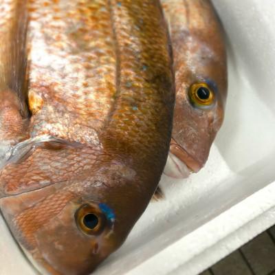 ふるさと納税 今治市 二葉の鯛めし　6食セット【C-094】 |  | 01