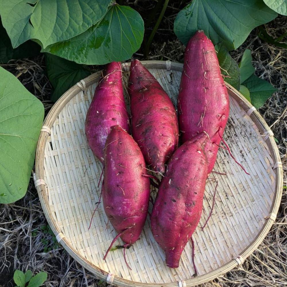 【ふるさと納税】雪解け甘藷「紅はるか」甘い 甘さ凝縮 さつまいもスイーツ 紅はるか さつまいも 寒冷地 ねっとり 青森県 三戸町 CE-25-002