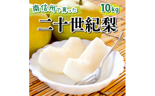 【2026年9月～10月発送予定】青梨の代表格 南信州産 二十世紀梨 約10kg(箱入)