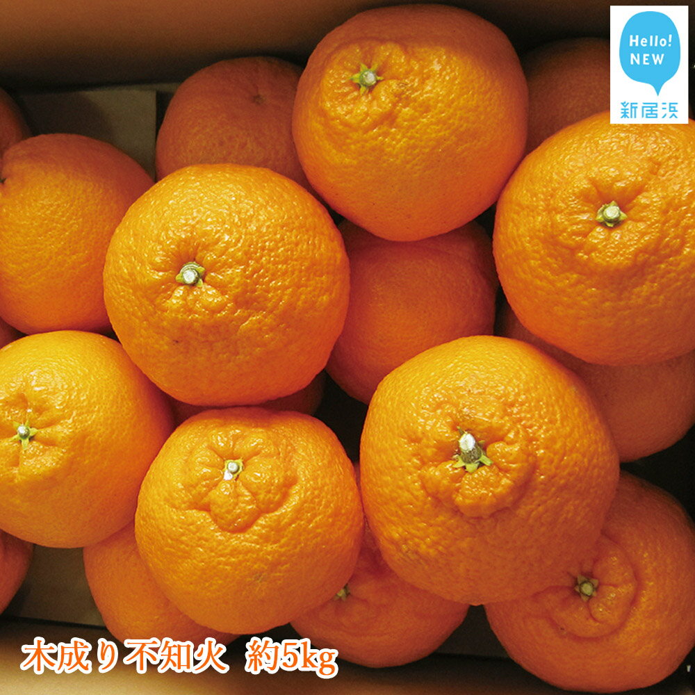 【ふるさと納税】木成り不知火 約5kg （宇和島産）【期間限定：2月28日まで】【発送期間限定：2月末〜3月末】