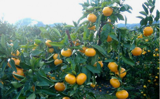 紀州 有田 みかん こつぶちゃん 5kg ※2026年11月下旬～2027年1月中旬頃に順次発送予定 【sml004-s-5C】