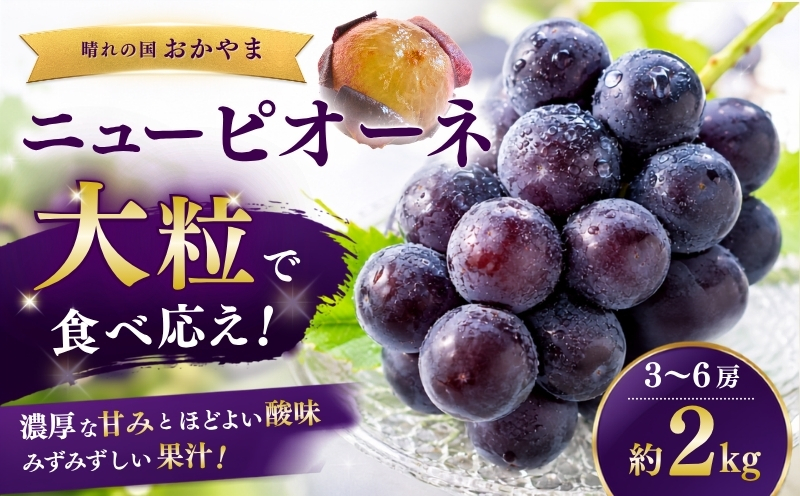 【2027年先行予約】岡山県産 ニューピオーネ 約2kg 3〜6房 | フルーツ 果物 くだもの ぶどう ブドウ ニューピオーネ 国産 岡山県産 食品 人気 おすすめ ギフト 贈り物 贈答品 プレゼント 果物 くだもの フルーツ ぶどう ブドウ マルトウ促成青果【mrts002-01】