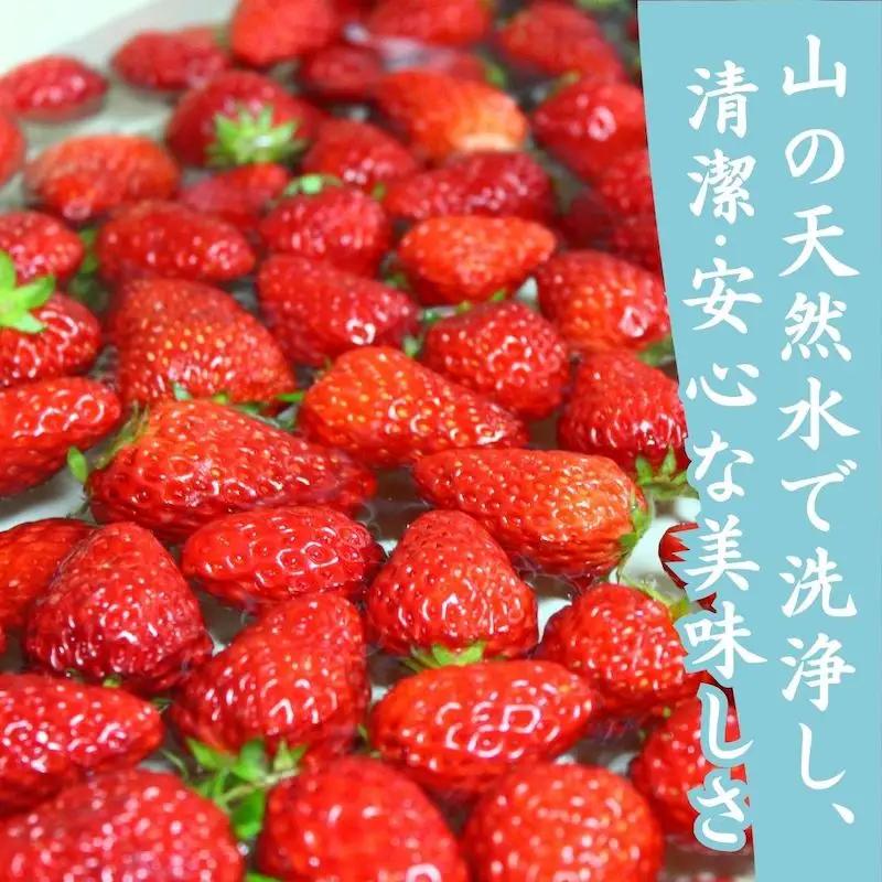 【先行予約_2026年発送】冷凍いちご  紅ほっぺ 2kg　　【 フローズン ストロベリー スムージー 苺 いちご 】