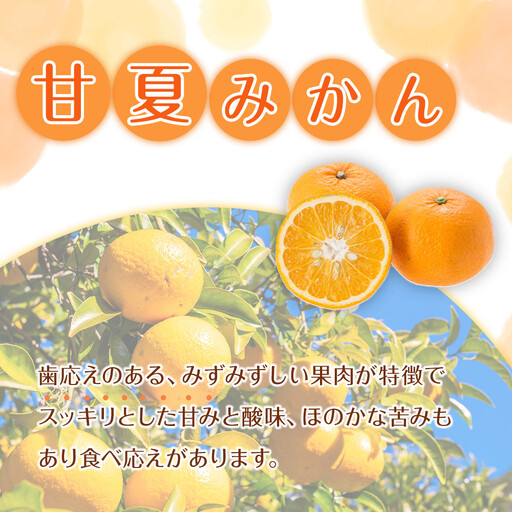 家庭用 森本農園の手選別 甘夏みかん 約4.5kg 和歌山県産 サイズ混合 ［北海道・沖縄・離島配送不可］［2026年4月上旬から順次発送］［RN69］