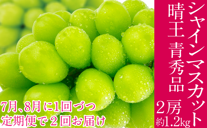 2026年予約受付中【2回定期便】 シャインマスカット 晴王 7月8月に1回づつ出荷  2房 約1.2kg  人気 岡山県産 種無し 皮ごと食べる みずみずしい  フレッシュ 晴れの国 おかやま 果物大国 ハレノフルーツ