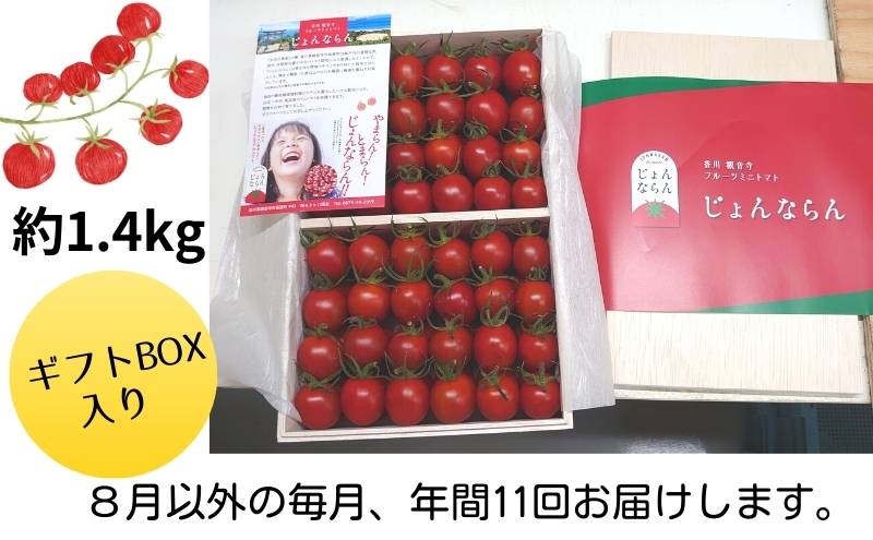 モリヒロ園芸が育てたじょんならんトマトの定期便C　ギフトボックス入り（年間11回） 野菜 ミニトマト 甘い フルーツ サラダ 