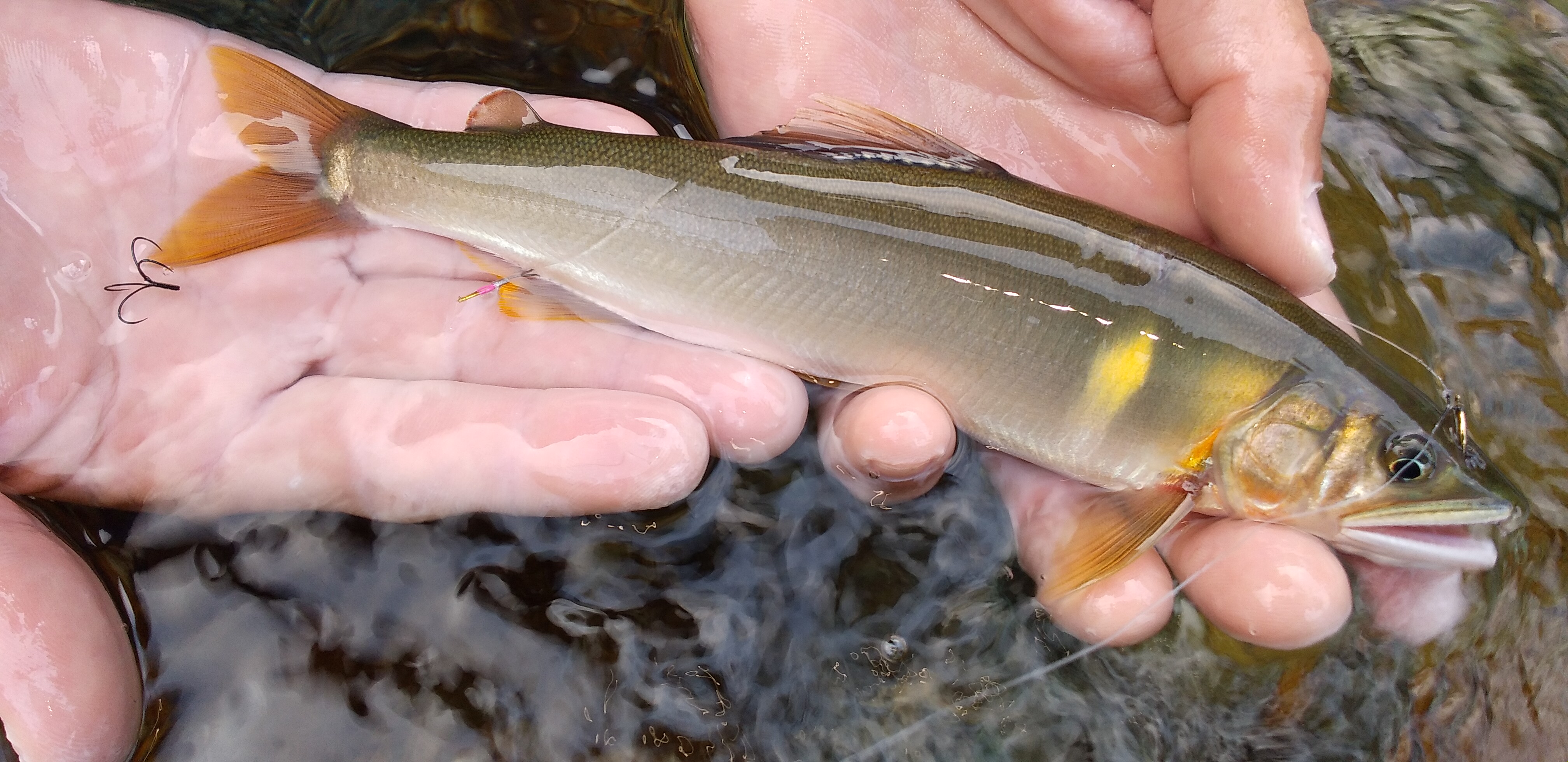 有名料亭も絶賛！鮎屋仁淀川の仁淀ブルー友釣り天然鮎 約1,000g