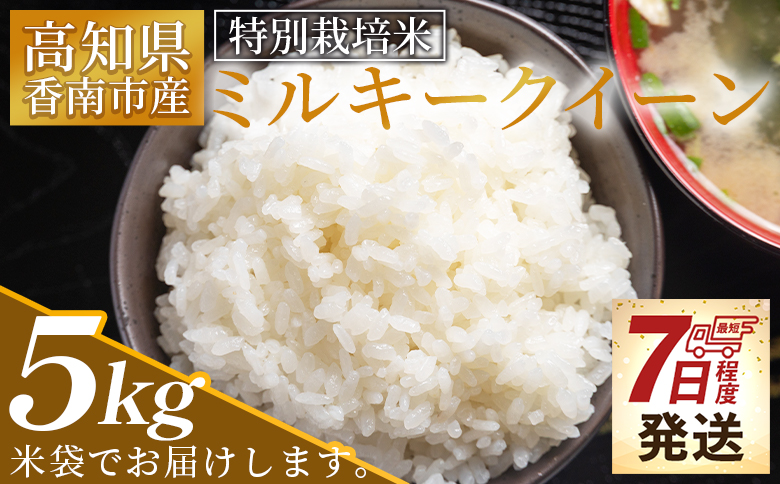 ミルキークイーン 特別栽培米 ５ｋｇ 【順次発送】お米 白米 ミルキークイーン 特別栽培米 みるきーくいーん ご飯 高知県 香南市産 sr-0005